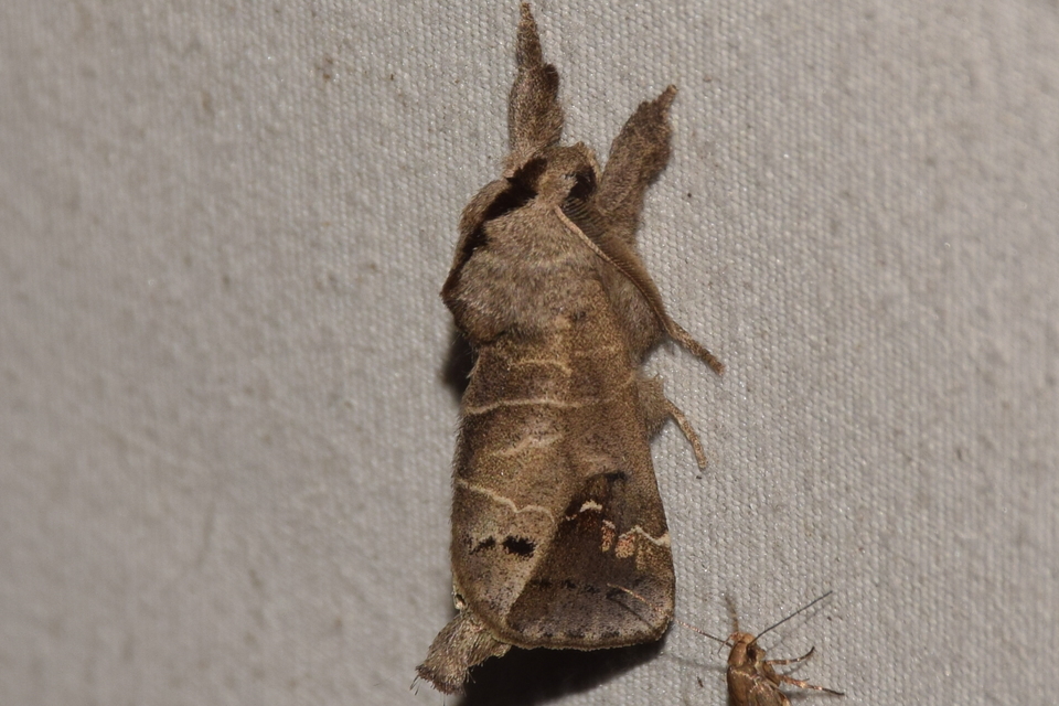 Clostera anachoreta - tarka levélszövő