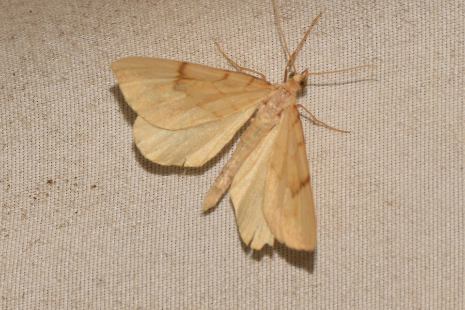 Eulithis pyraliata - sárga galajaraszoló