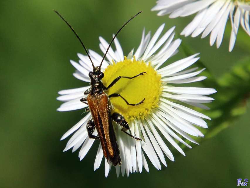 Oedemera femorata - sárgahátú álcincér