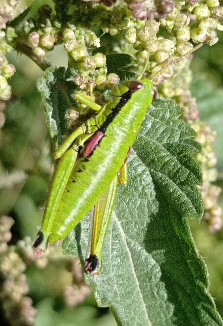 Odontopodisma