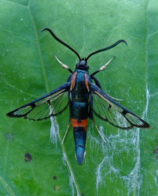 Synanthedon stomoxiformis - naspolyaszitkár