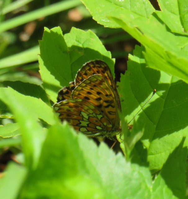 Boloria euphrosyne - árvácska-gyöngyházlepke