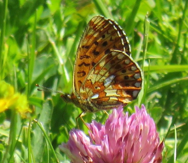 Boloria euphrosyne - árvácska-gyöngyházlepke