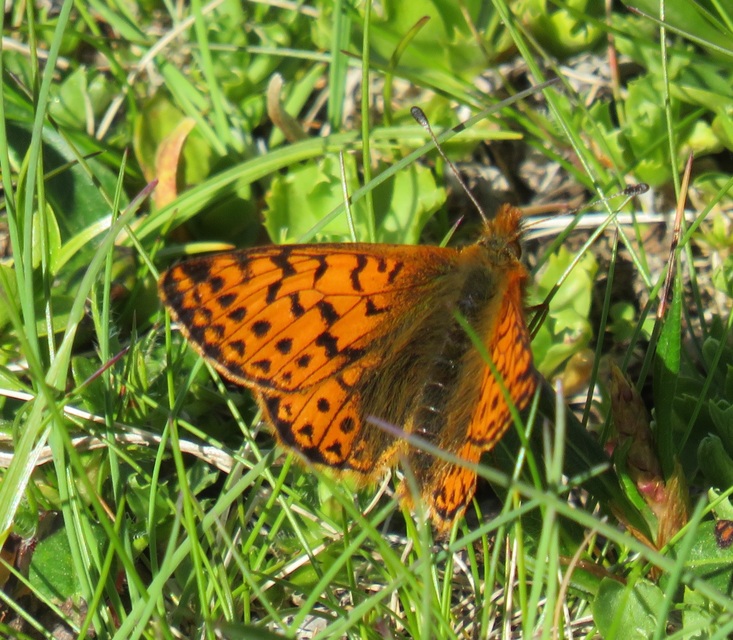 Boloria pales