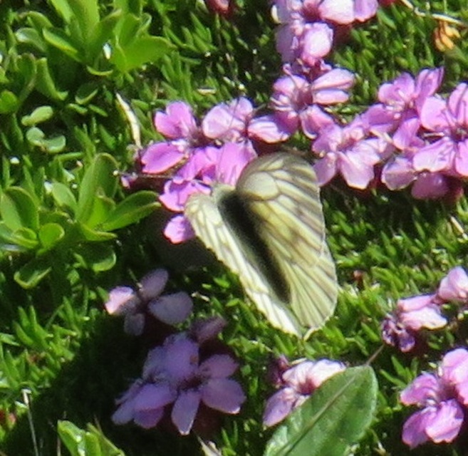Pieris bryoniae - hegyi fehérlepke