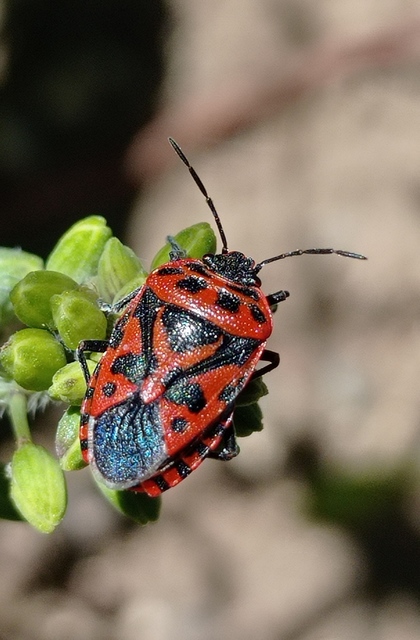 Eurydema ventralis - káposztapoloska