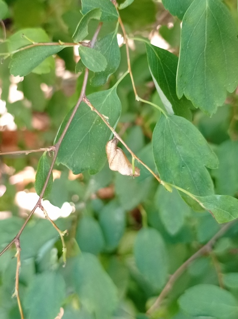 Neptis rivularis - nagy fehérsávoslepke