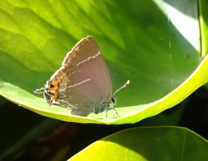 Satyrium w-album - szilfa-csücsköslepke