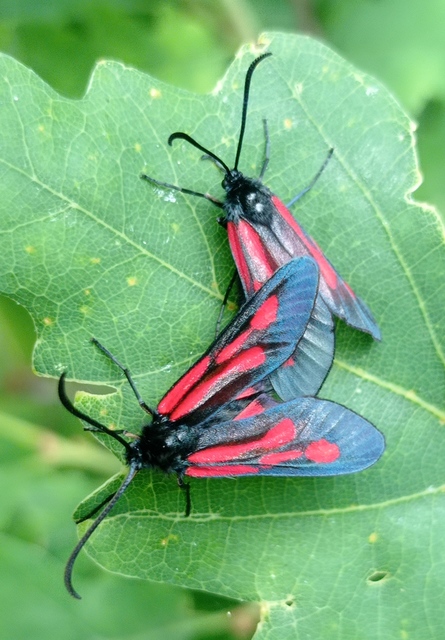 Zygaena osterodensis - ördögszem-csüngőlepke