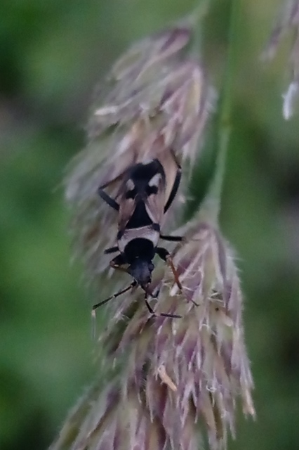 Raglius confusus