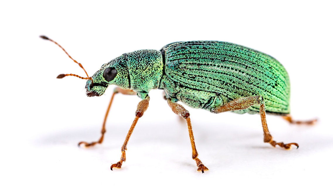 Polydrusus formosus - selymes lombormányos