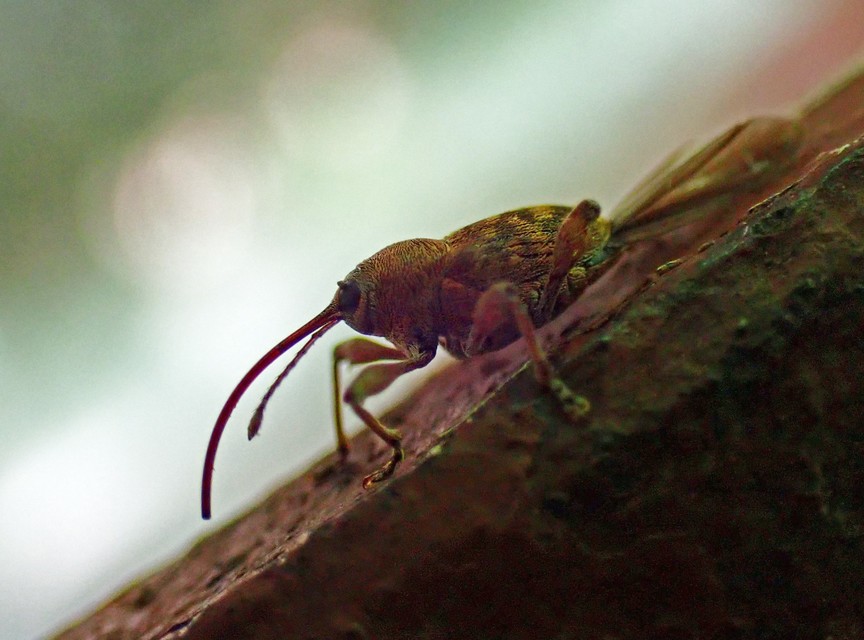 Curculio glandium - tölgymakkzsuzsóka