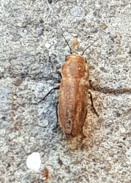 Sphenoptera substriata - sávos gyalogdíszbogár