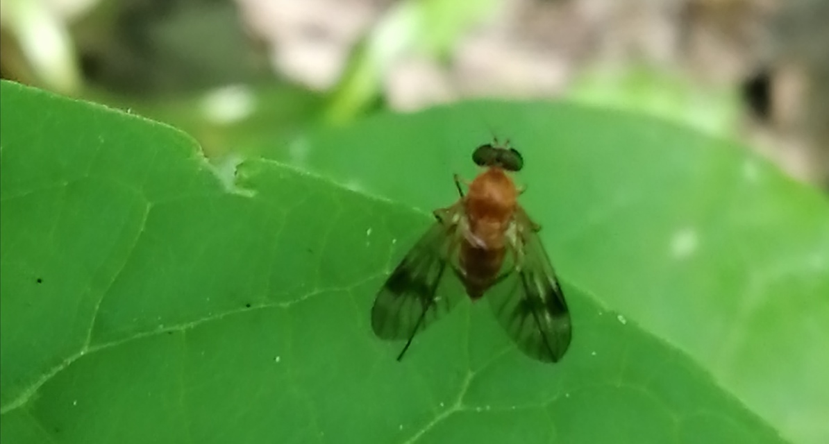 Chrysopilus laetus