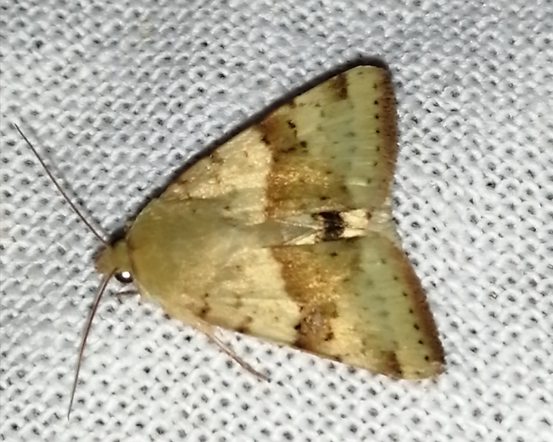 Heliothis viriplaca - mácsonyabagoly