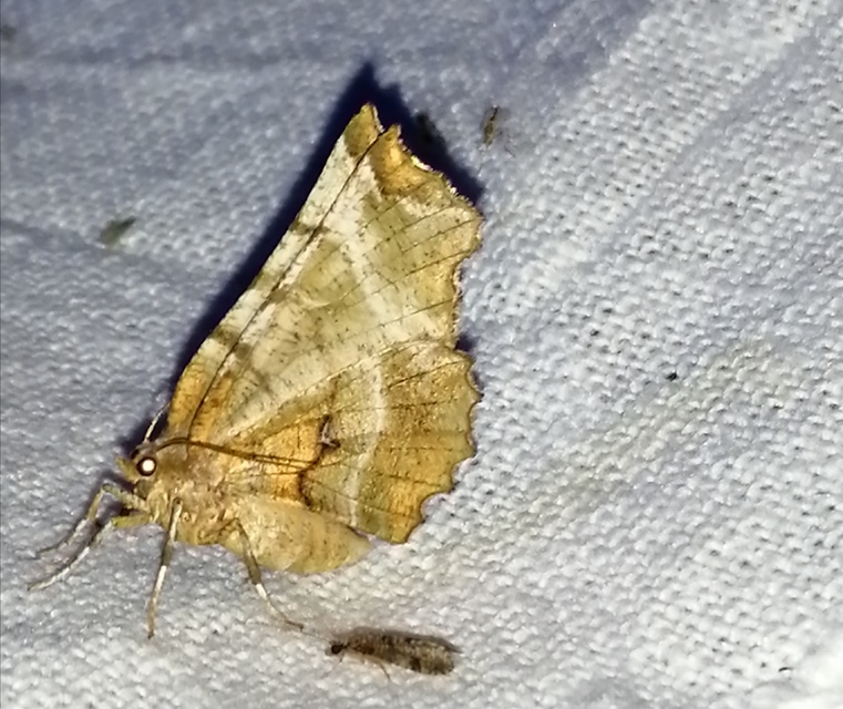 Selenia dentaria - kétfoltos holdasaraszoló