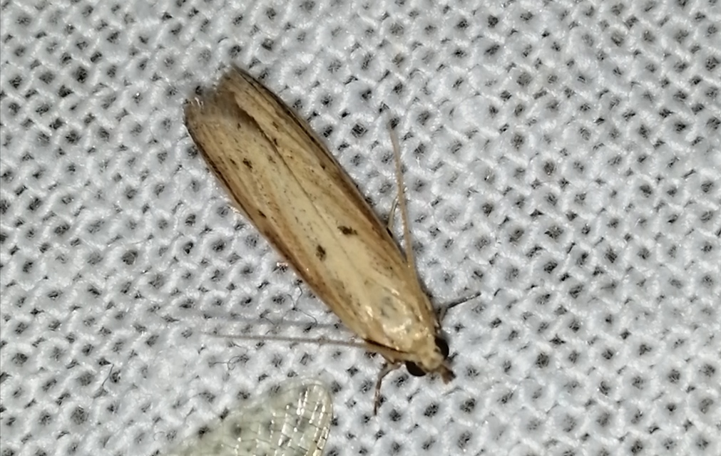 Hypsotropa unipunctella - sztyeppréti karcsúmoly