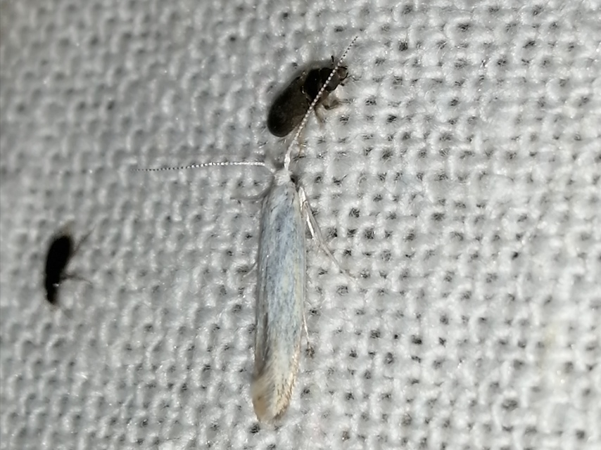 Coleophora