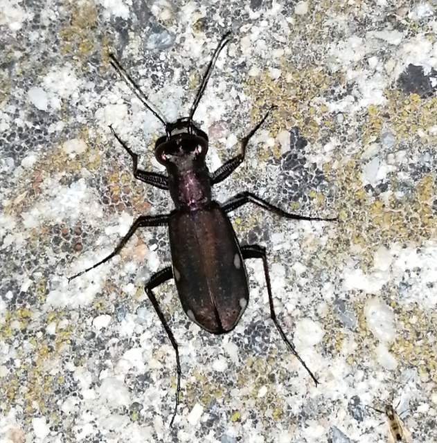 Cylindera germanica - parlagi homokfutrinka