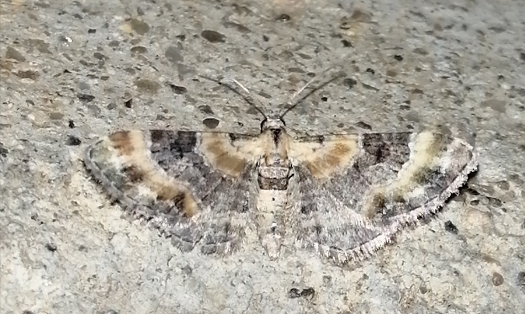 Eupithecia linariata - vonalas törpearaszoló