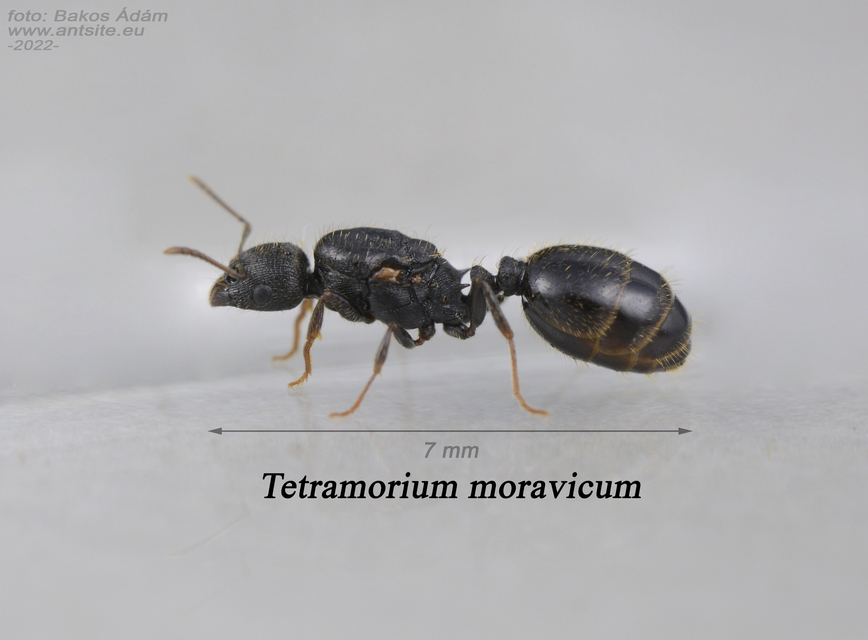 Tetramorium moravicum - morva gyepihangya