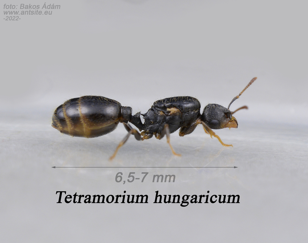 Tetramorium hungaricum - magyar gyepihangya