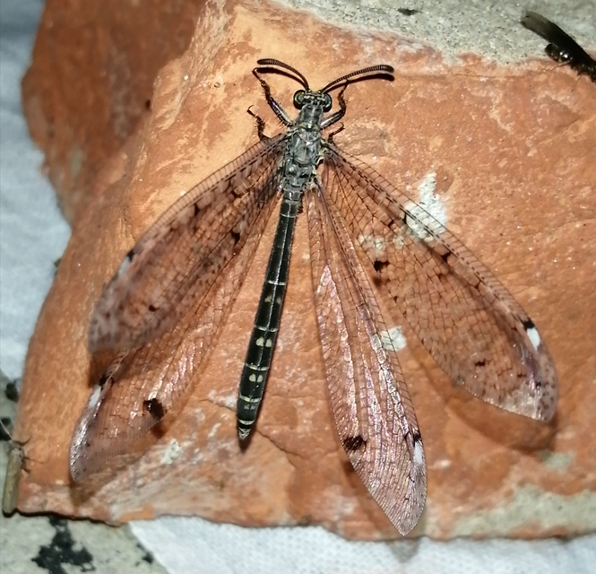 Distoleon tetragrammicus - négyfoltos hangyaleső