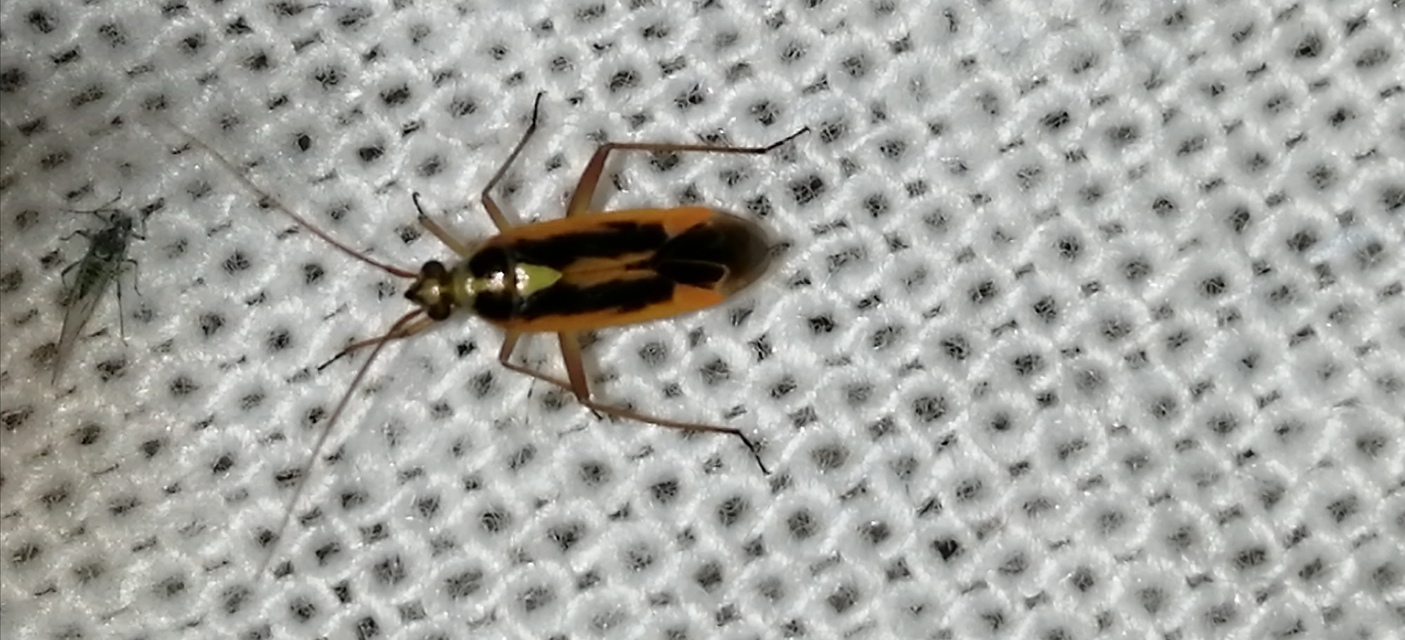 Stenotus binotatus - kétfoltos mezeipoloska