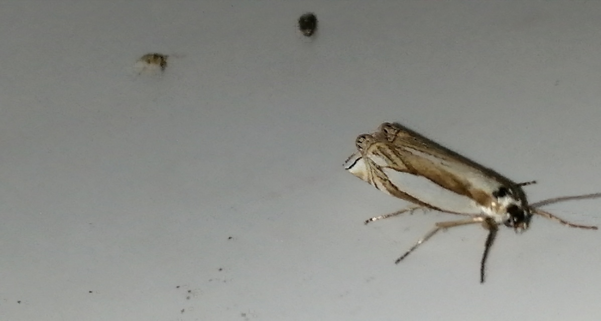 Crambus pascuella - lápréti fűgyökérmoly