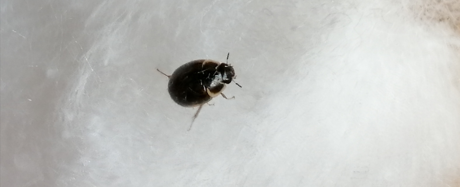 Enochrus