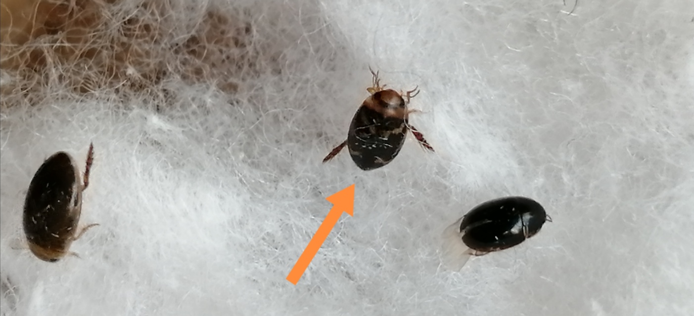 Laccophilus poecilus - tarka bukóbogár