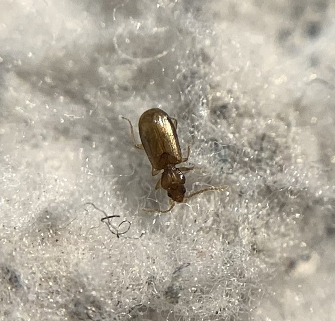 Lymnastis galilaeus - déli fürgefutonc