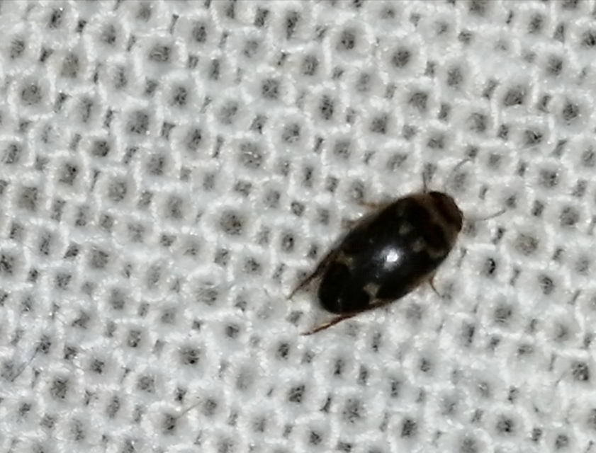 Laccophilus poecilus - tarka bukóbogár