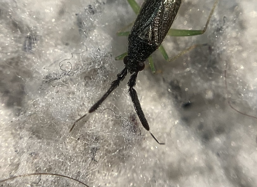 Heterotoma merioptera - laposcsápú mezeipoloska