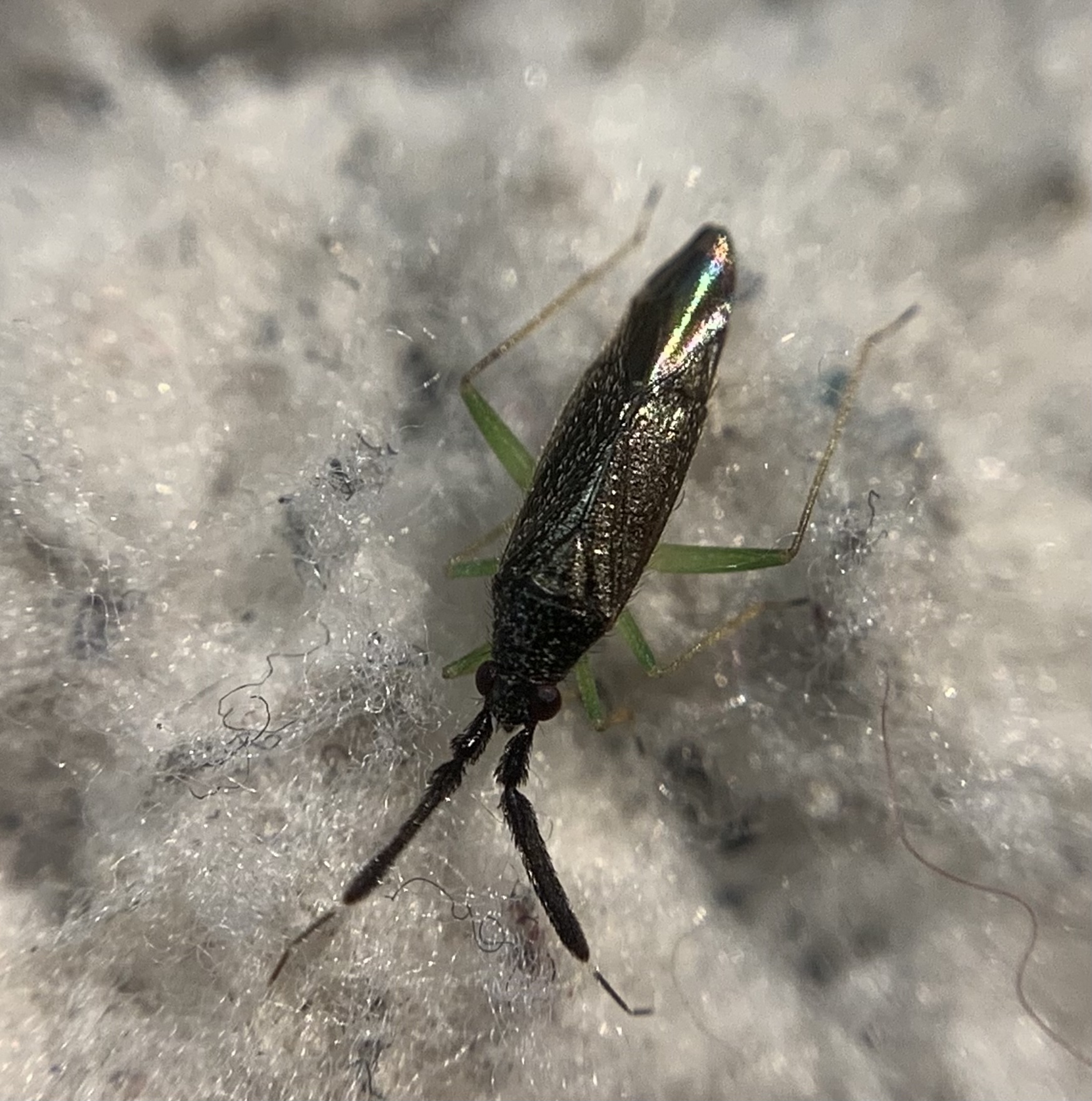 Heterotoma merioptera - laposcsápú mezeipoloska