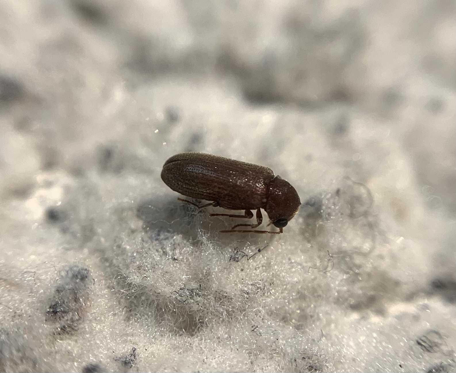 Oligomerus ptilinoides