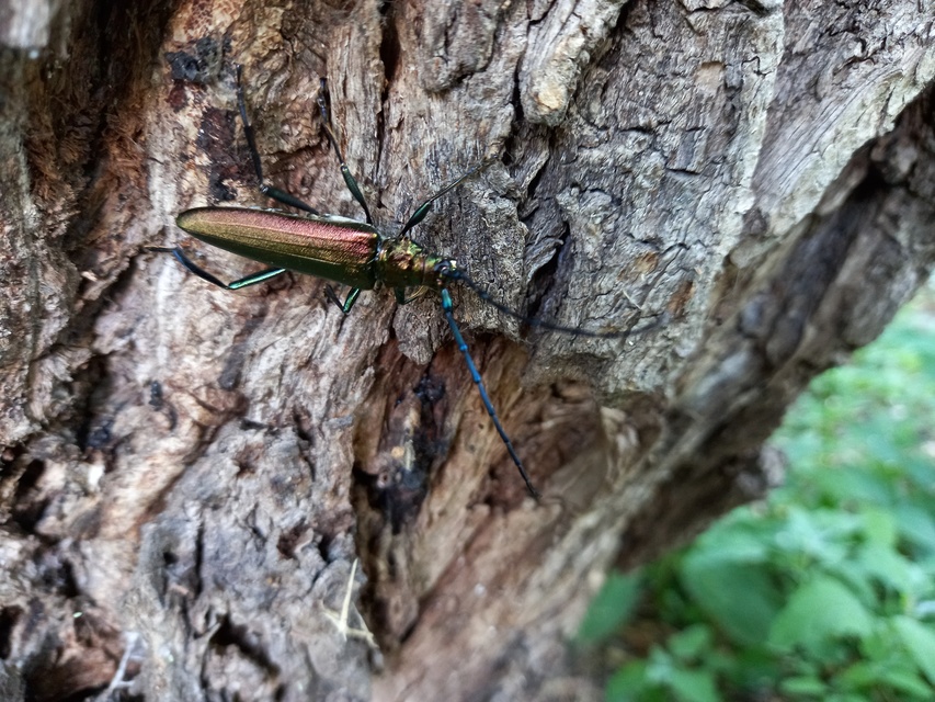 Aromia moschata - pézsmacincér