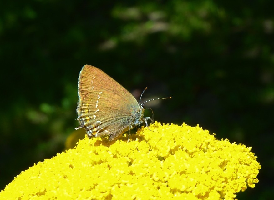 Satyrium ilicis - tölgyfa-csücsköslepke