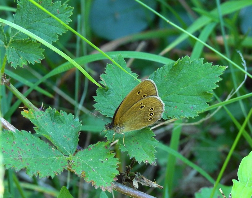 Aphantopus hyperanthus - közönséges ökörszemlepke