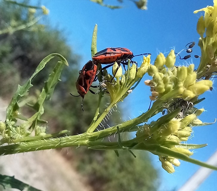 Eurydema