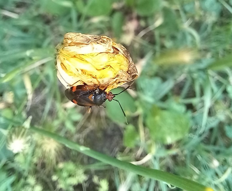 Deraeocoris ruber - vöröses mezeipoloska