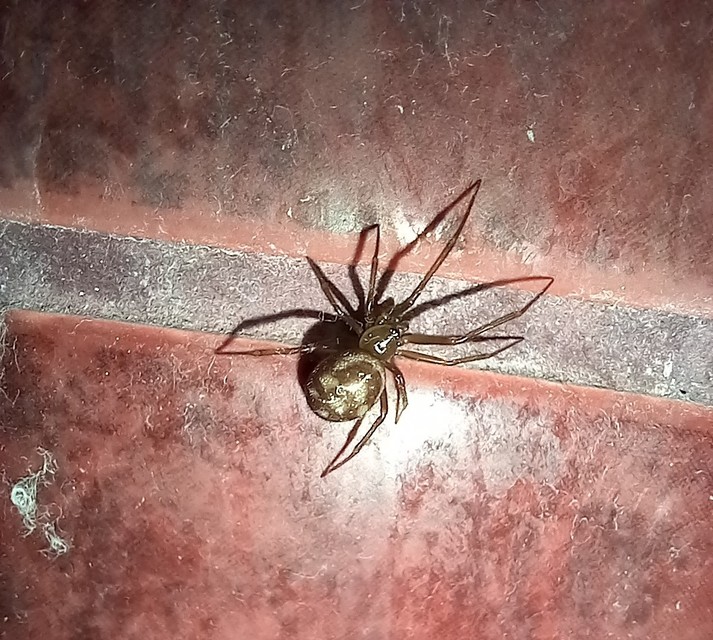 Steatoda grossa - nagy faggyúpók