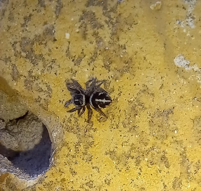 Pellenes nigrociliatus - csigás ugrópók
