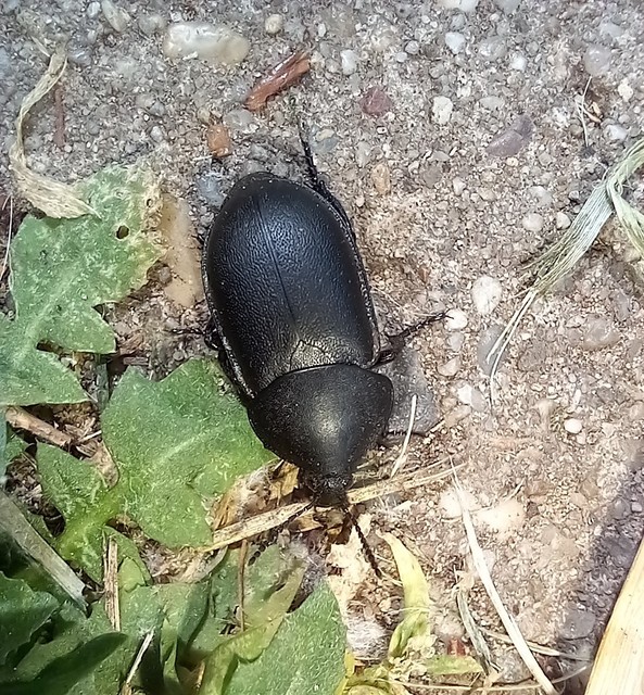 Ablattaria laevigata - sima csigarabló