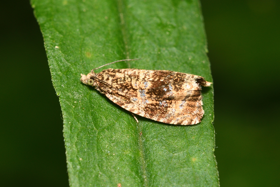 Celypha lacunana - vízparti tükrösmoly
