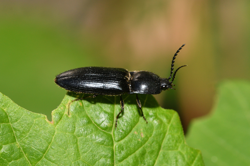 Hemicrepidius