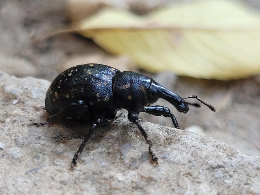 Liparus germanus - német acsalapuormányos