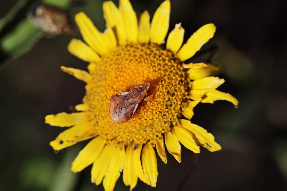 Phymata crassipes - fogólábú poloska