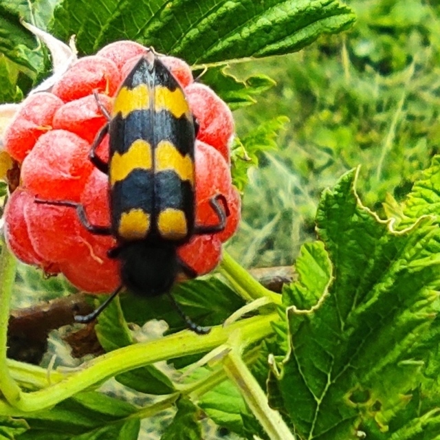Mylabris variabilis - szalagos hólyaghúzó Mylabris variabilis - szalagos hólyaghúzó