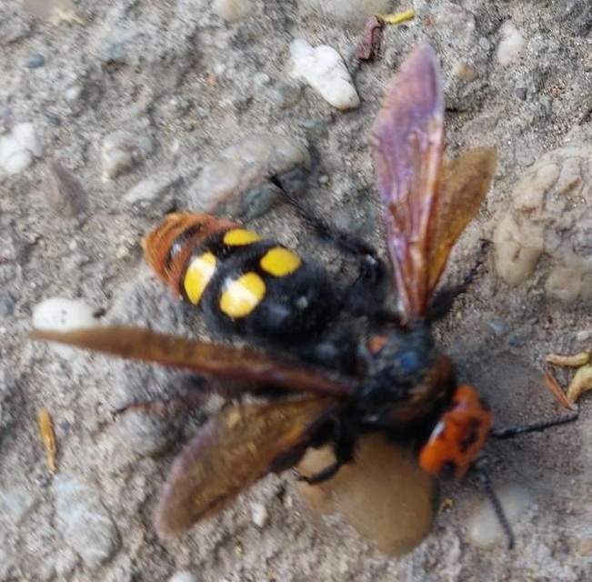 Megascolia maculata - óriás-tőrösdarázs
